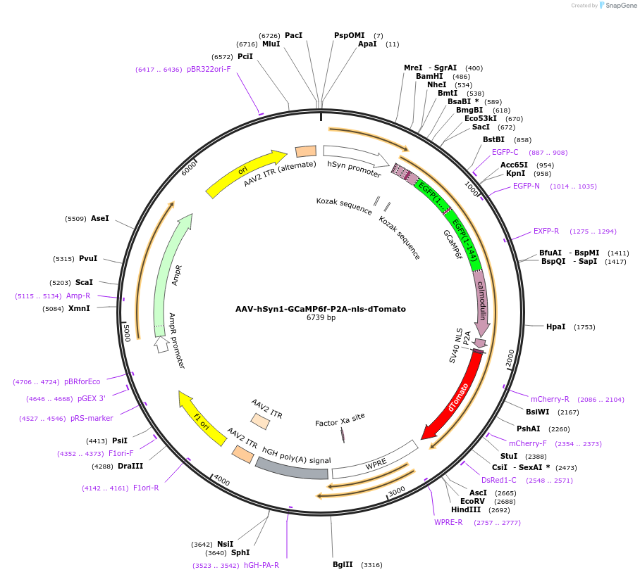 51085-plasmid-map-sequence-id-148706