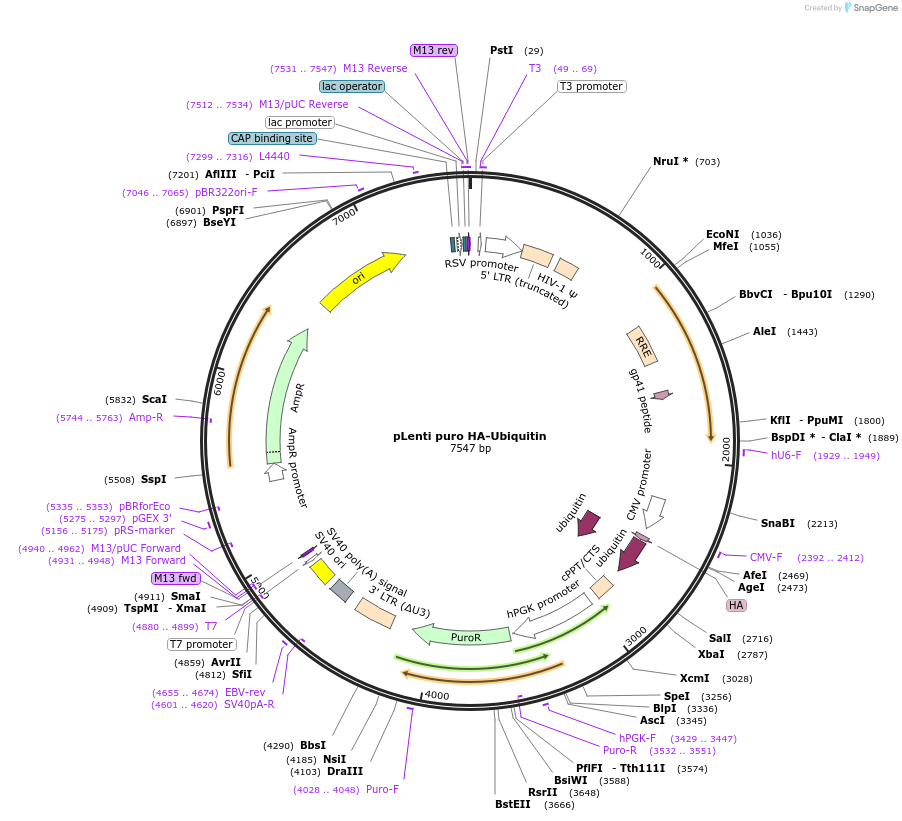 74218-plasmid-map-sequence-id-148715