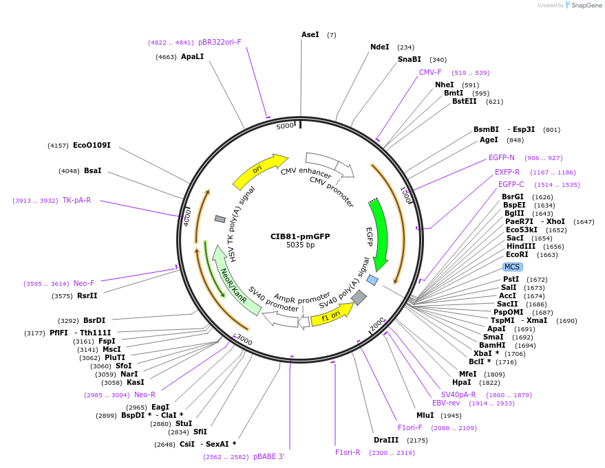75366-plasmid-map-sequence-id-148721