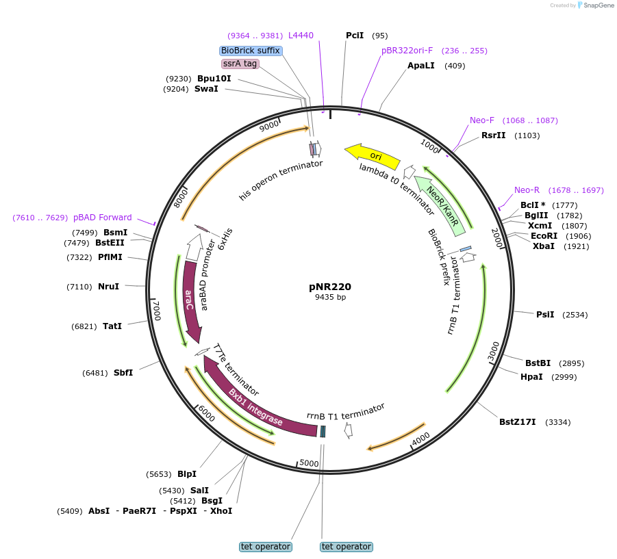 79541-plasmid-map-sequence-id-148753