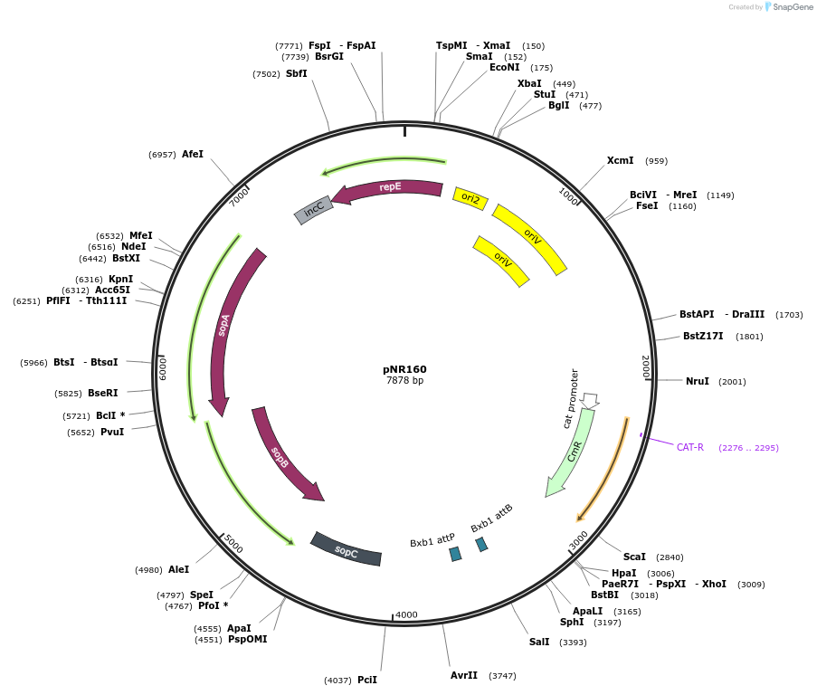 79542-plasmid-map-sequence-id-148754