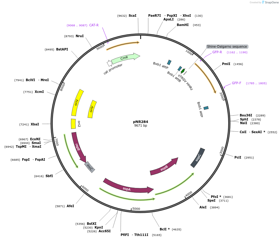 79550-plasmid-map-sequence-id-148764