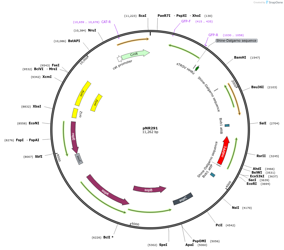 79555-plasmid-map-sequence-id-148766