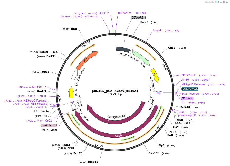 79616-plasmid-map-sequence-id-148774