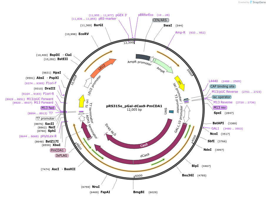 79615-plasmid-map-sequence-id-148777