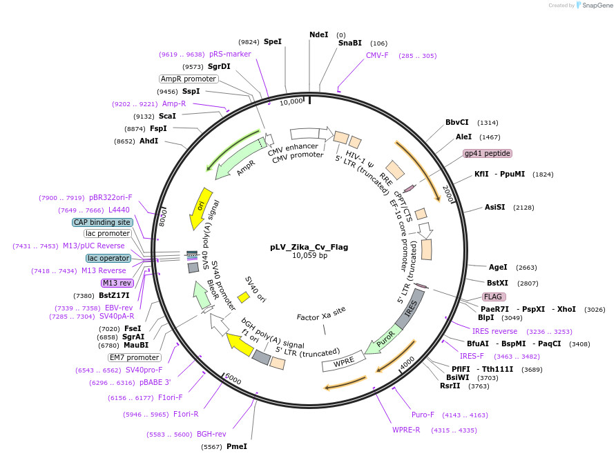 79628-plasmid-map-sequence-id-148796