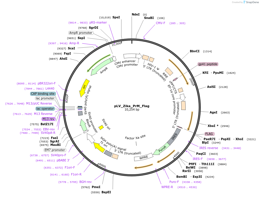 79631-plasmid-map-sequence-id-148799