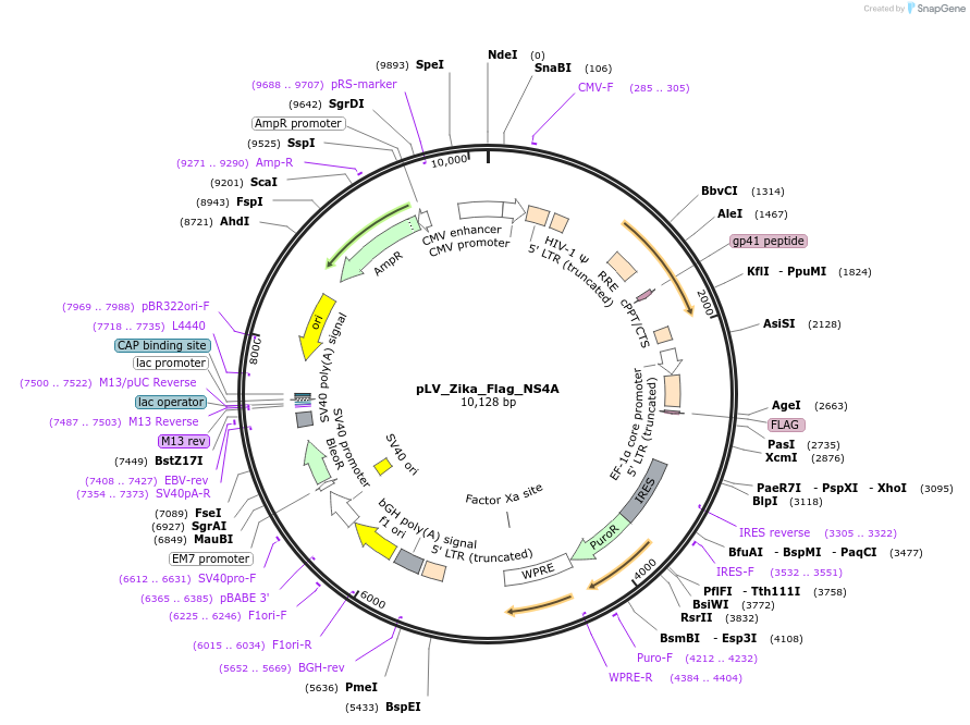 79636-plasmid-map-sequence-id-148804