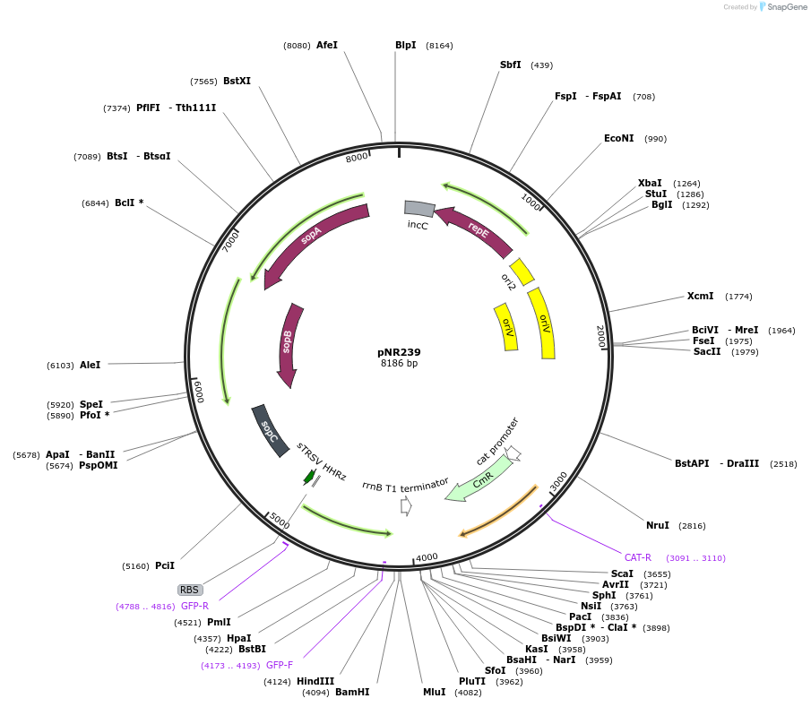 79576-plasmid-map-sequence-id-148842