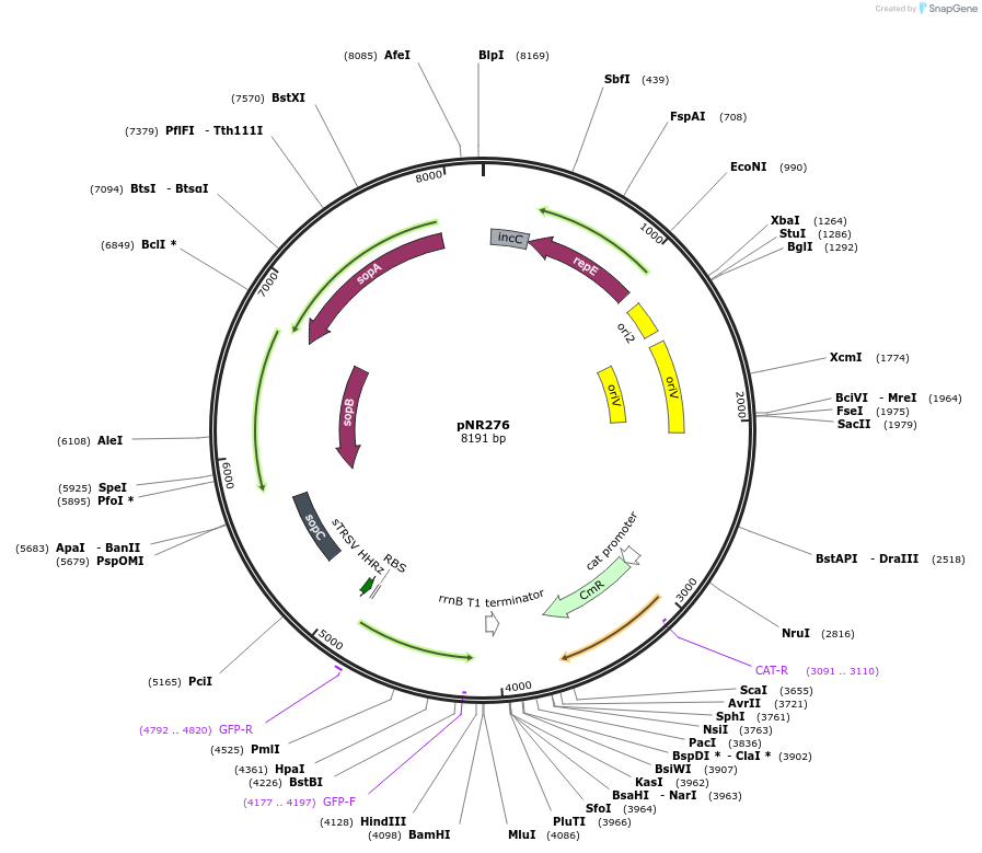 79577-plasmid-map-sequence-id-148845