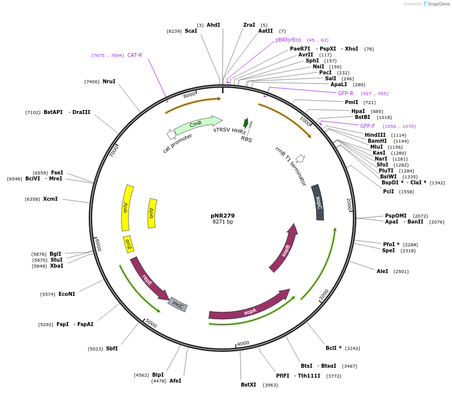 79578-plasmid-map-sequence-id-148846