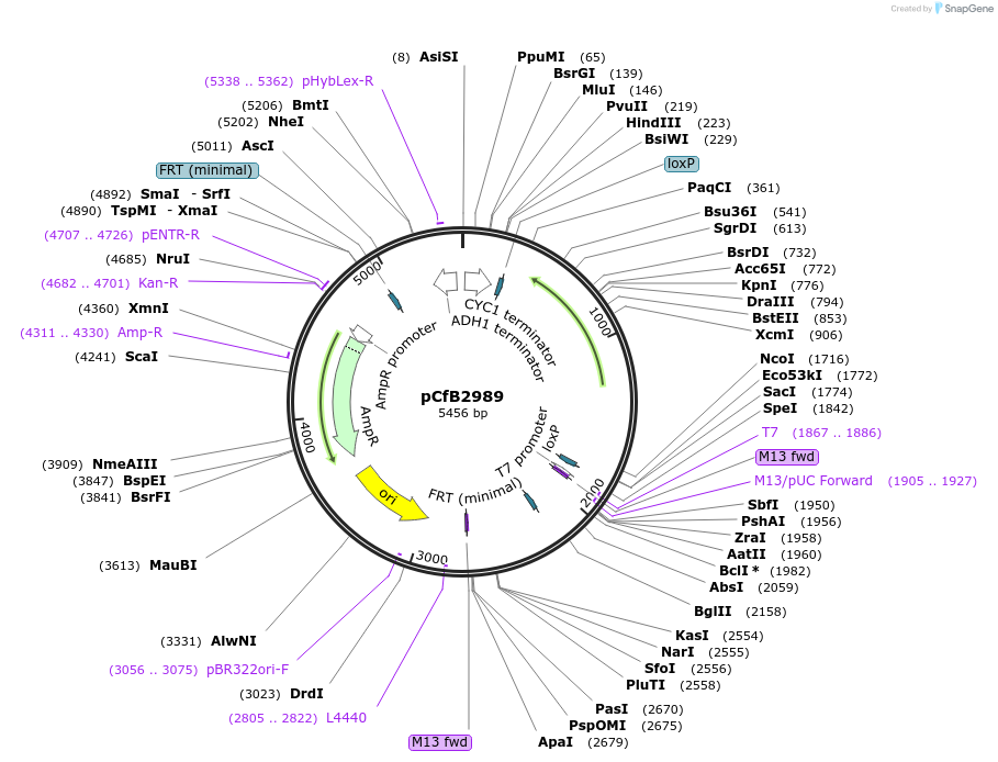 63636-plasmid-map-sequence-id-148848