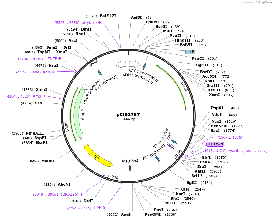 63639-plasmid-map-sequence-id-148849