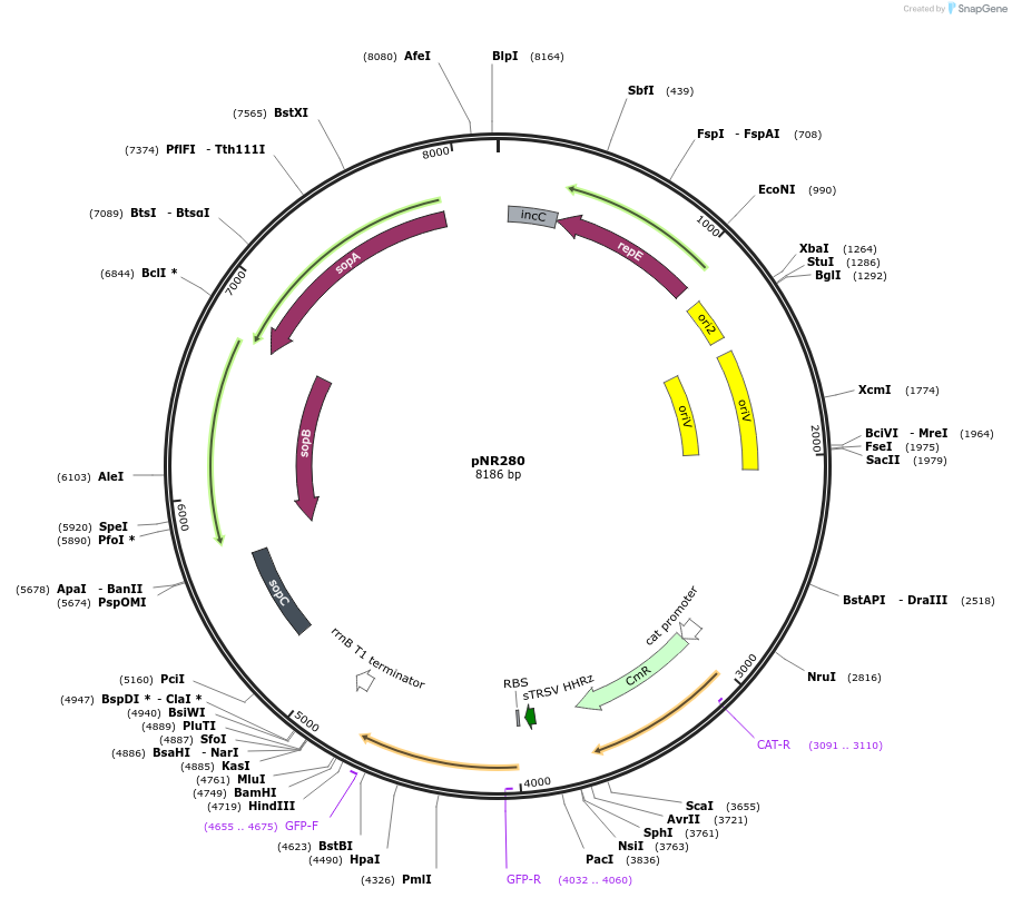 79579-plasmid-map-sequence-id-148850