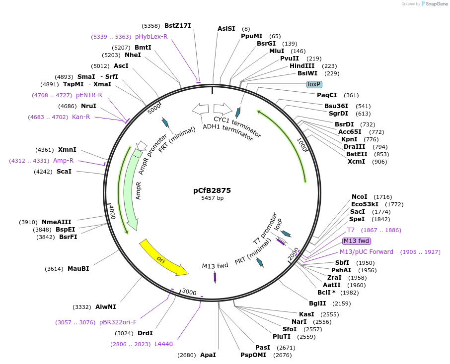 63640-plasmid-map-sequence-id-148851
