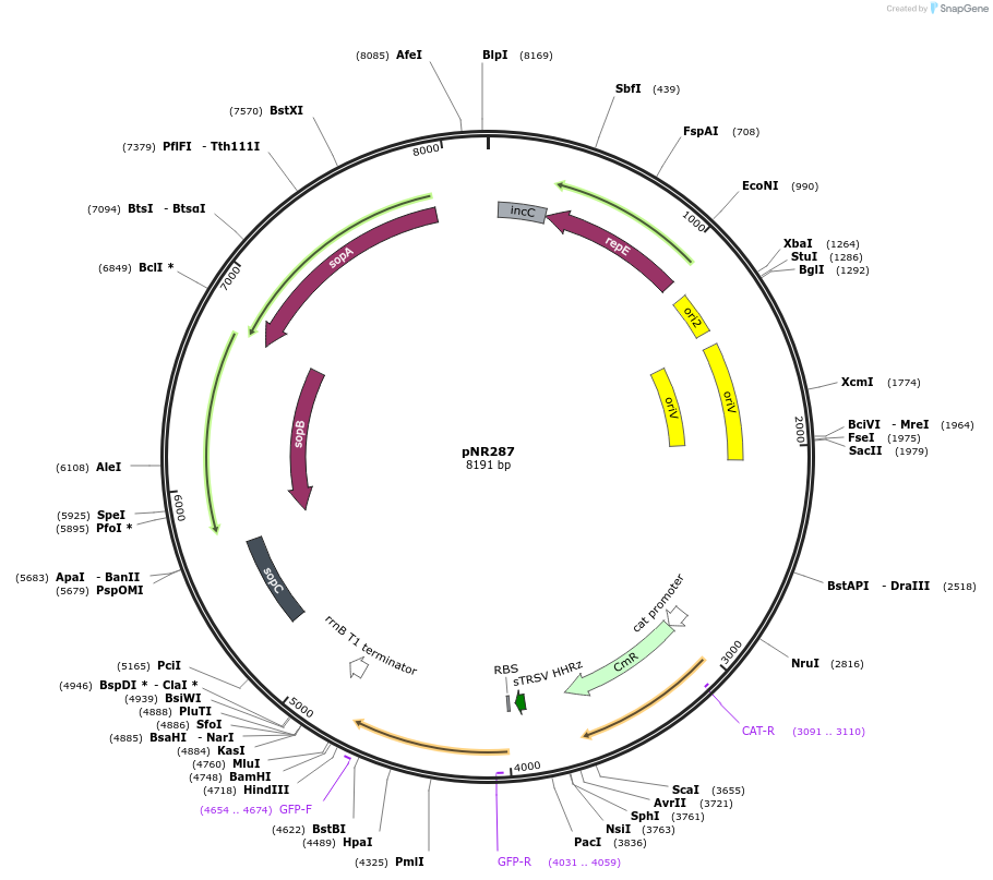 79580-plasmid-map-sequence-id-148853