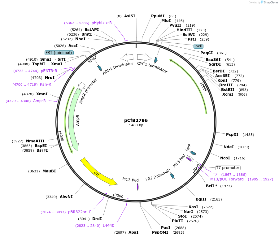 63641-plasmid-map-sequence-id-148857