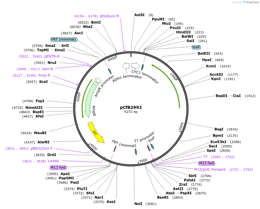 63642-plasmid-map-sequence-id-148863