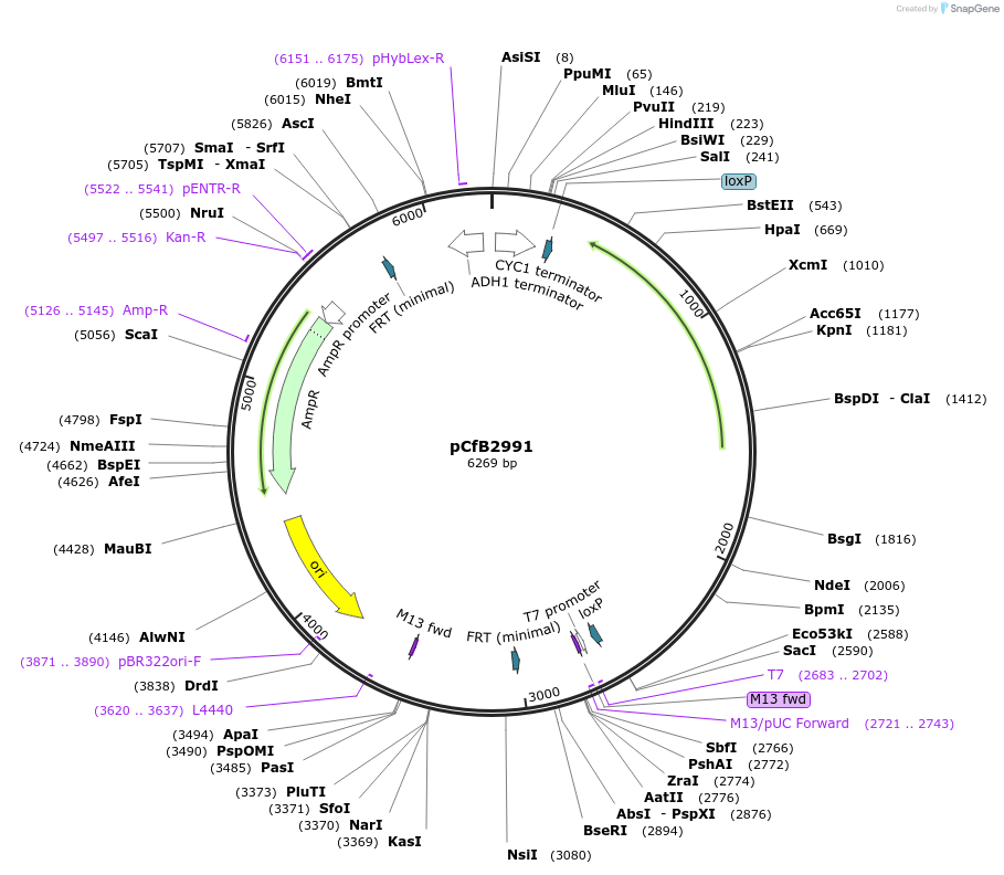 63643-plasmid-map-sequence-id-148873