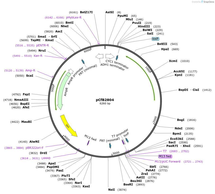 63644-plasmid-map-sequence-id-148880