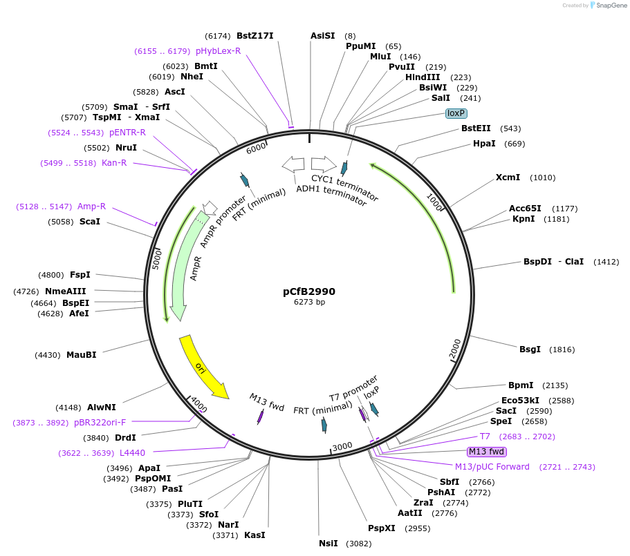 63645-plasmid-map-sequence-id-148883