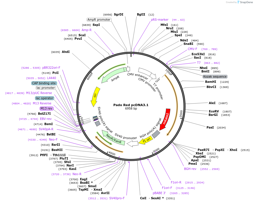 79665-plasmid-map-sequence-id-148886