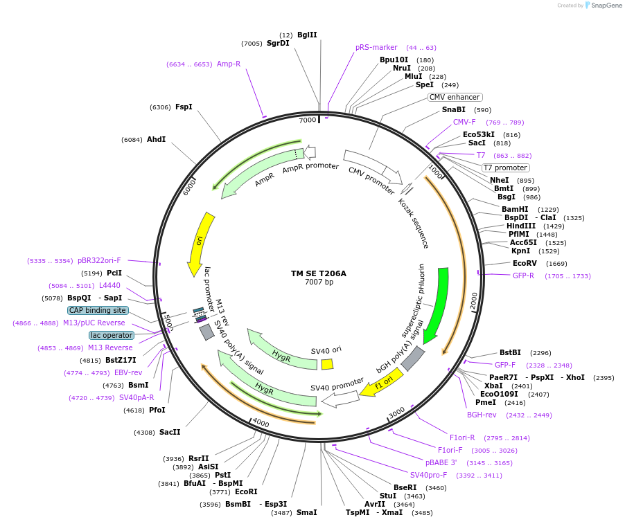 79664-plasmid-map-sequence-id-148888