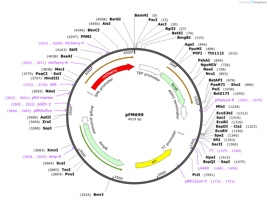 74636-plasmid-map-sequence-id-148903