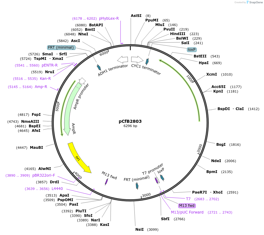 63646-plasmid-map-sequence-id-148909