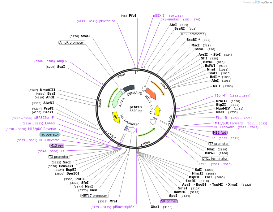 74643-plasmid-map-sequence-id-148919