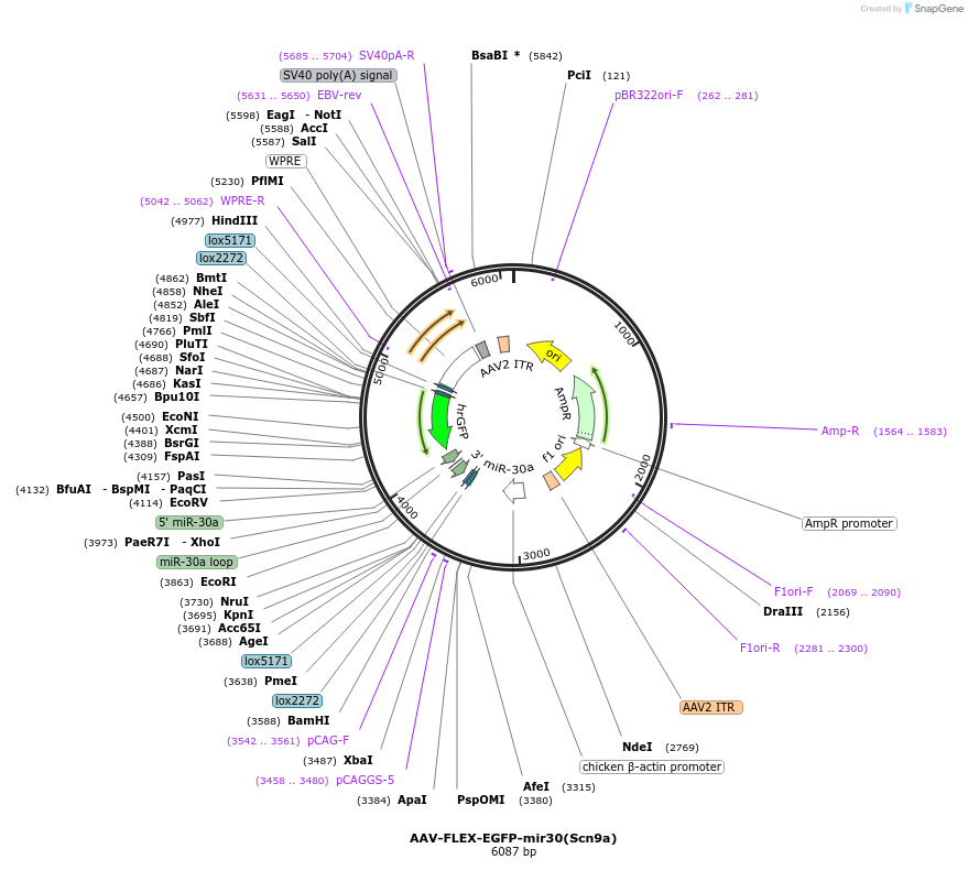 79672-plasmid-map-sequence-id-148964