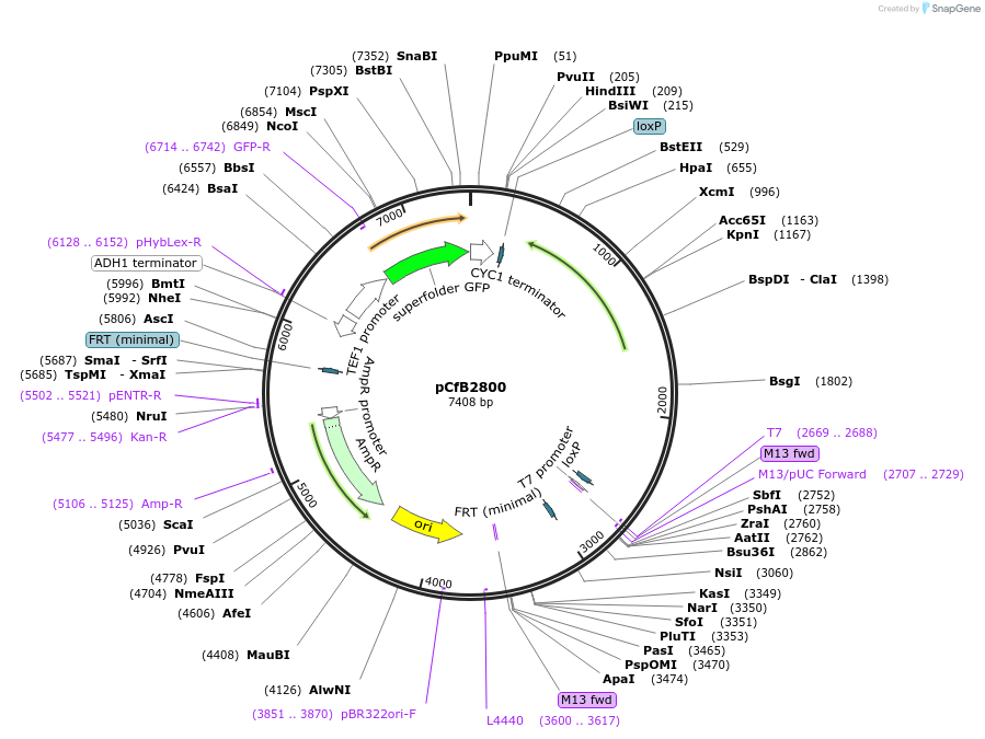 63657-plasmid-map-sequence-id-148987