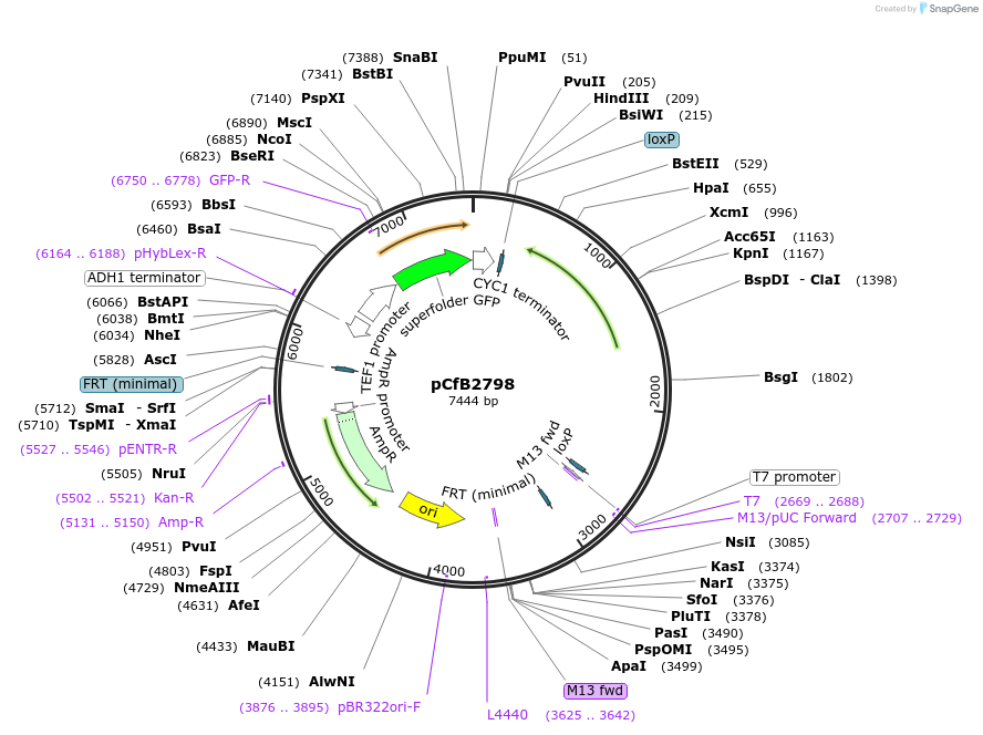 63659-plasmid-map-sequence-id-149084