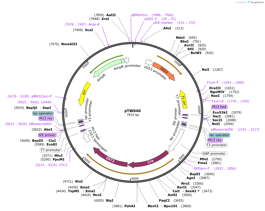 64769-plasmid-map-sequence-id-149089