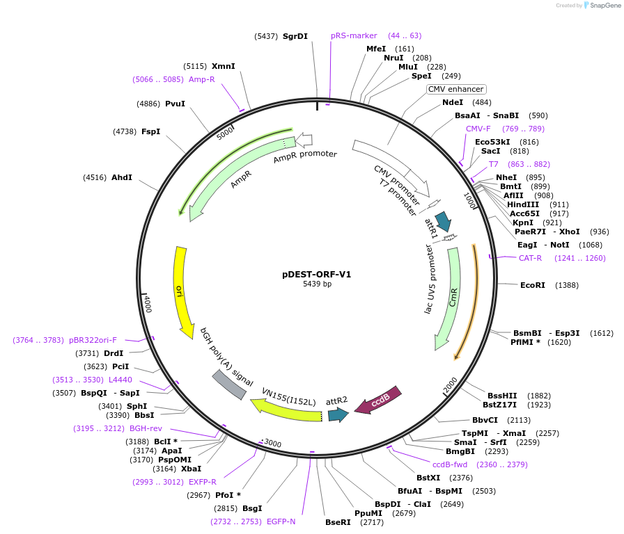 73637-plasmid-map-sequence-id-149092