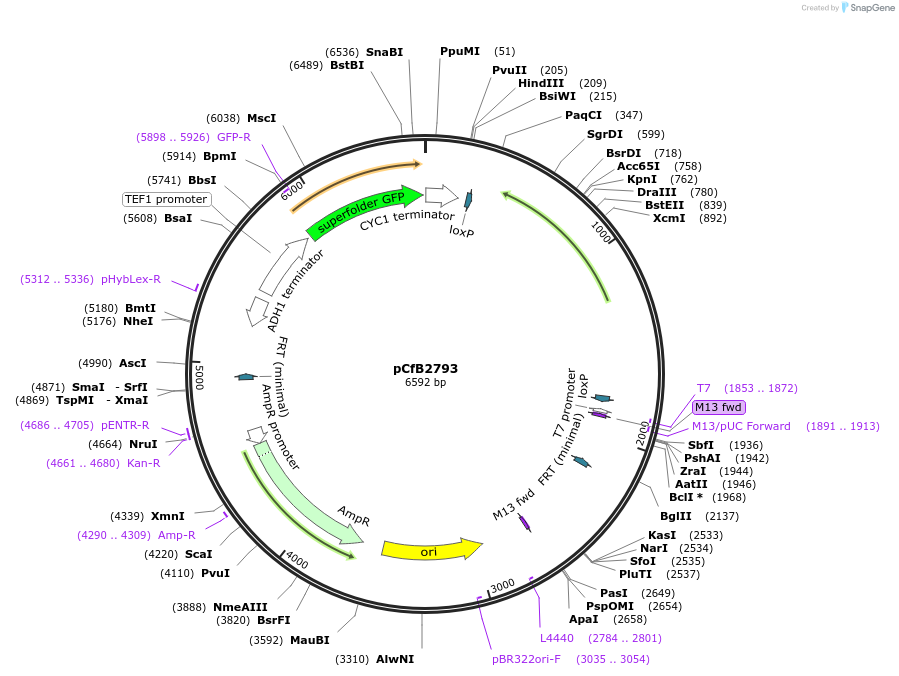 64043-plasmid-map-sequence-id-149101