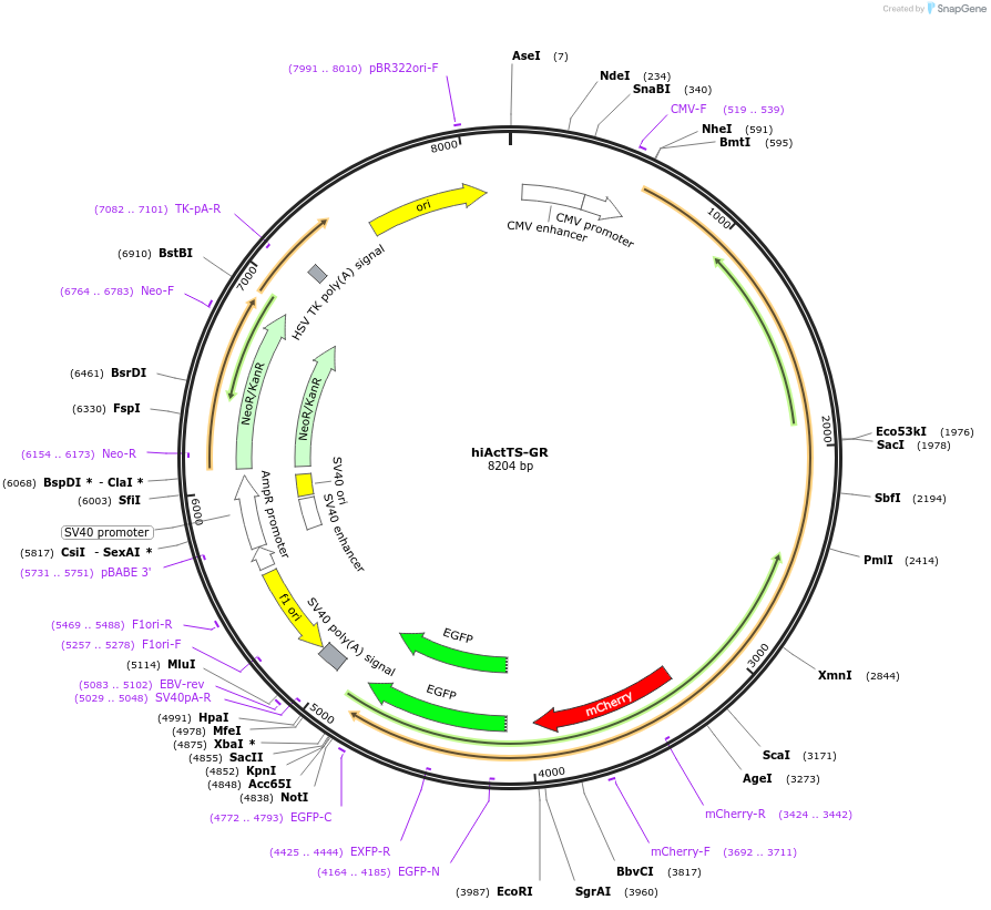 79775-plasmid-map-sequence-id-149114