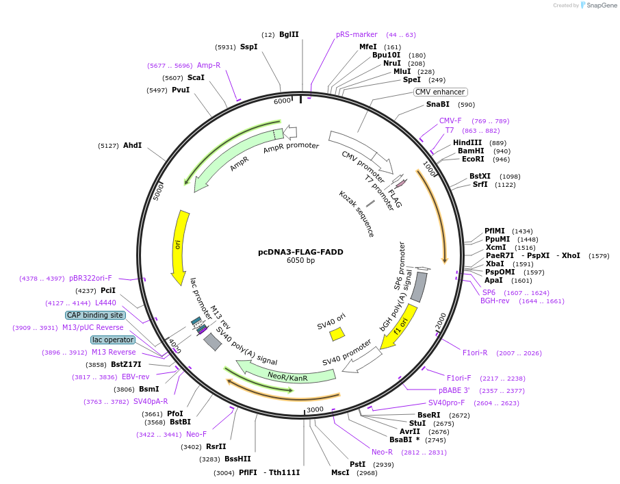 78802-plasmid-map-sequence-id-149119