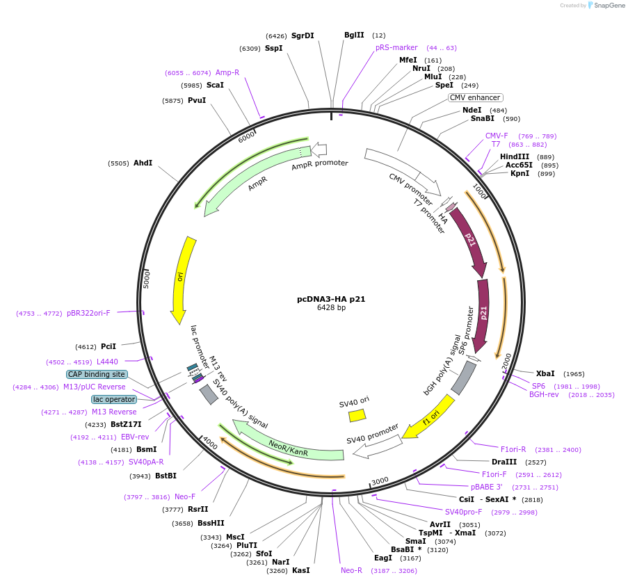 78782-plasmid-map-sequence-id-149125