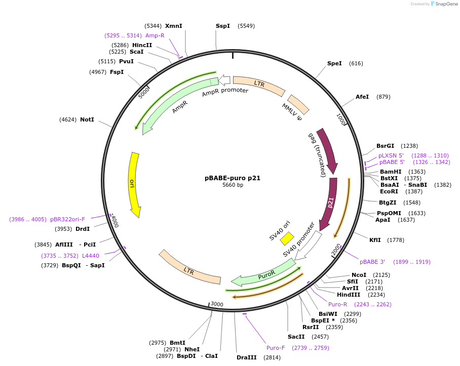 78783-plasmid-map-sequence-id-149152