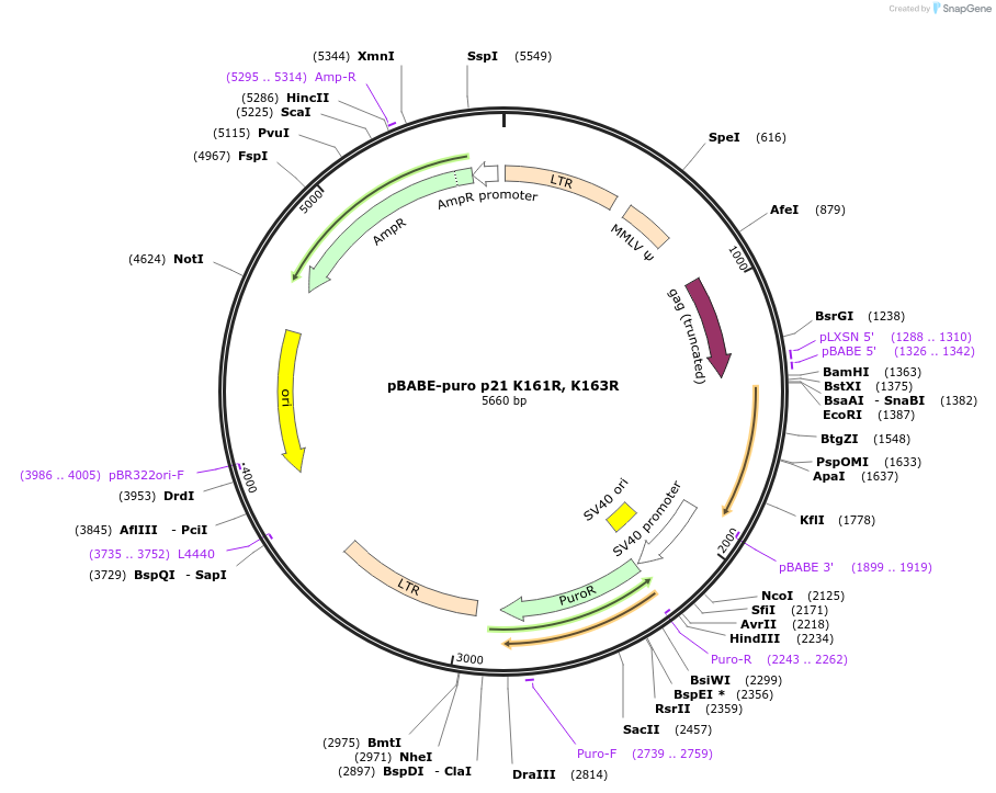 78791-plasmid-map-sequence-id-149155