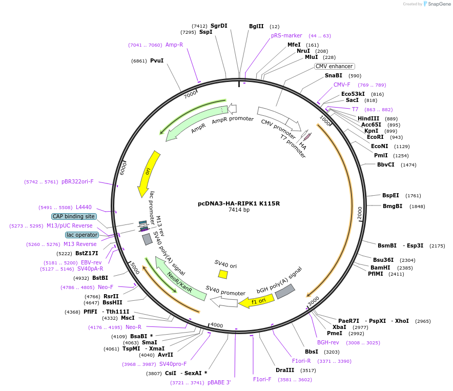 78835-plasmid-map-sequence-id-149173