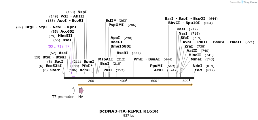 149175_map
