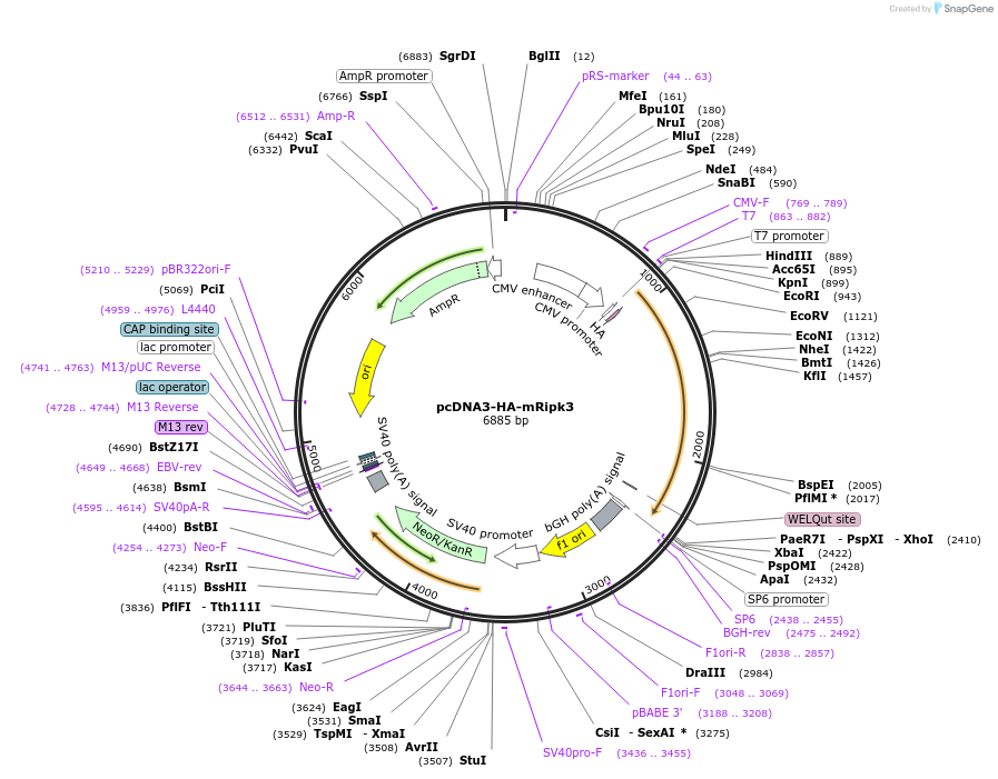 78805-plasmid-map-sequence-id-149201