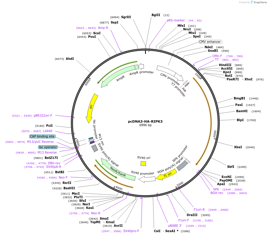 78804-plasmid-map-sequence-id-149221