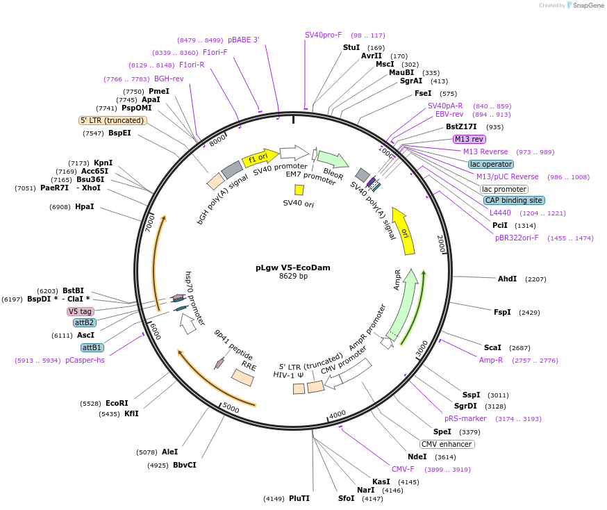 59210-plasmid-map-sequence-id-149223