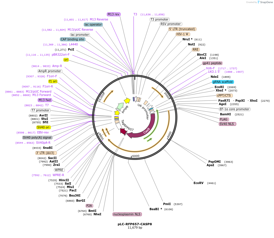 75164-plasmid-map-sequence-id-149259