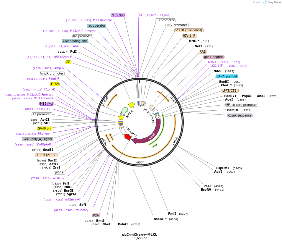 75167-plasmid-map-sequence-id-149260