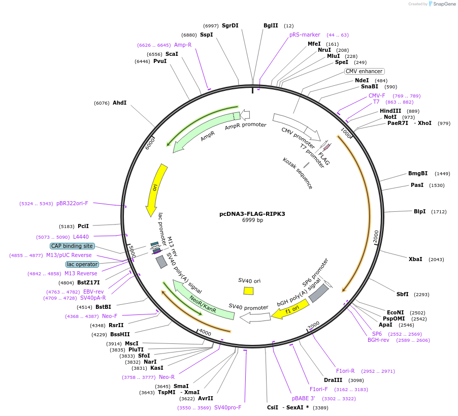 78815-plasmid-map-sequence-id-149269