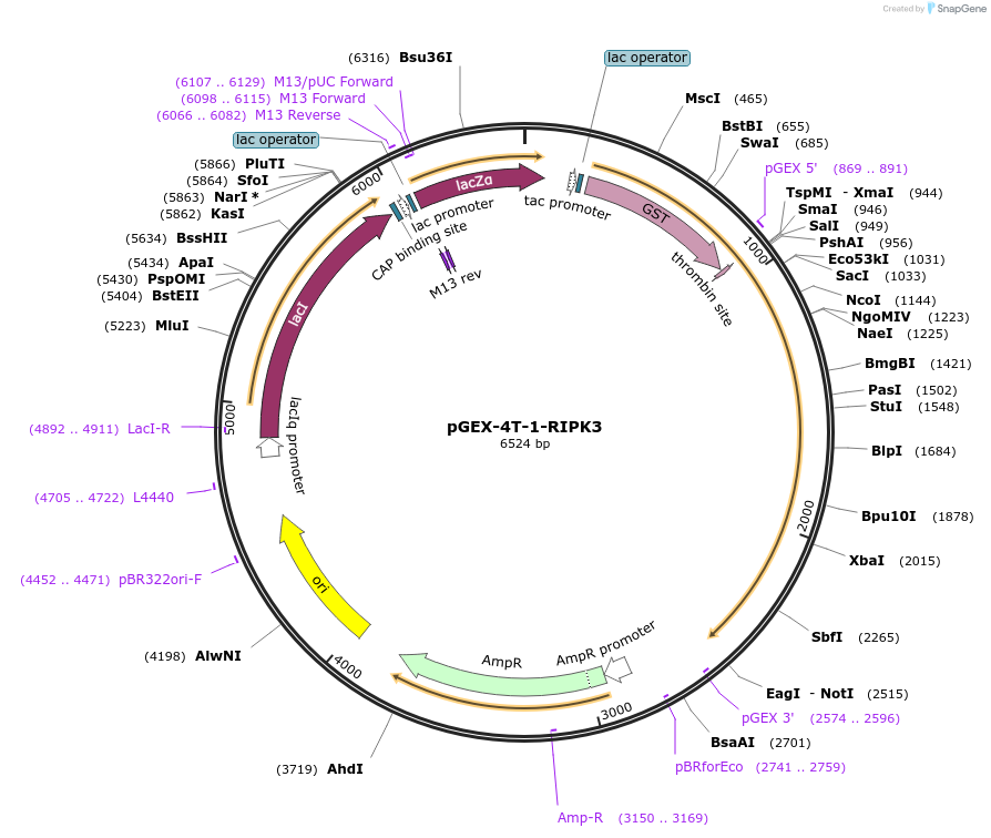78827-plasmid-map-sequence-id-149291